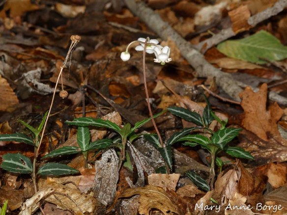 Striped Wintergreen (Chimaphila maculata) in bloom. Fruit capsule from previous season is visible on the left.