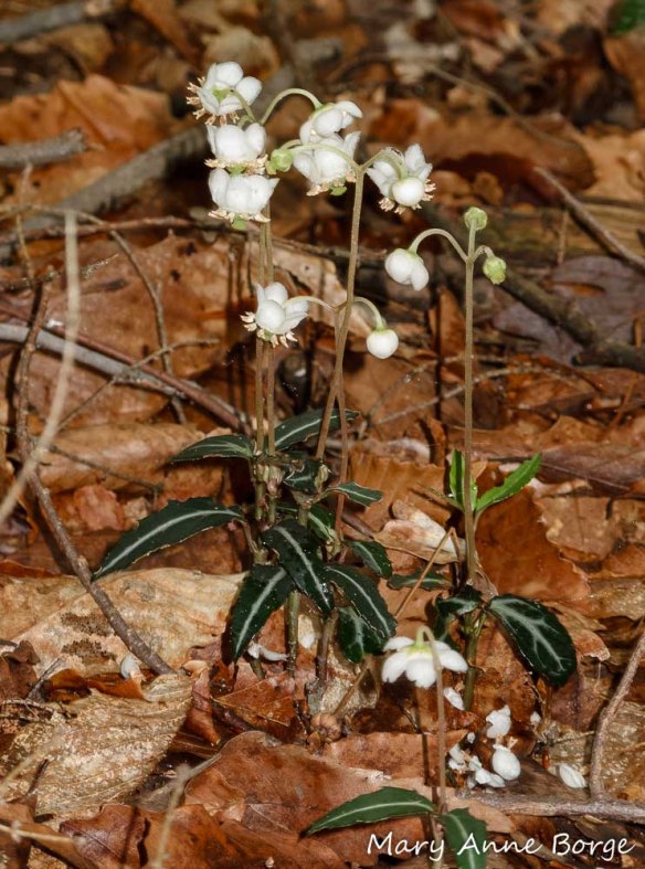 Striped Wintergreen (Chimaphila maculata) in bloom. 