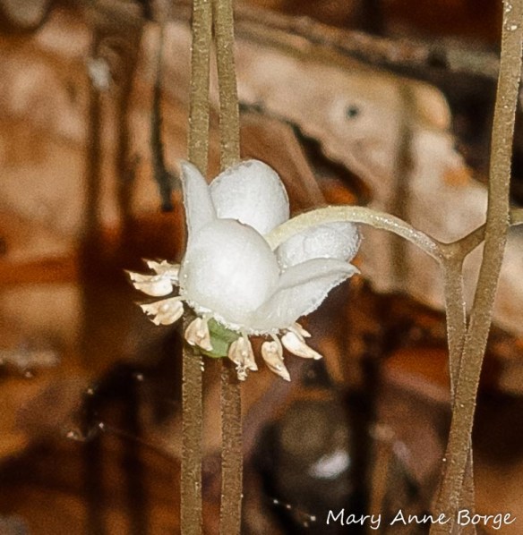 Striped Wintergreen (Chimaphila maculata) flower. Notice its resemblance to a tiny crown.