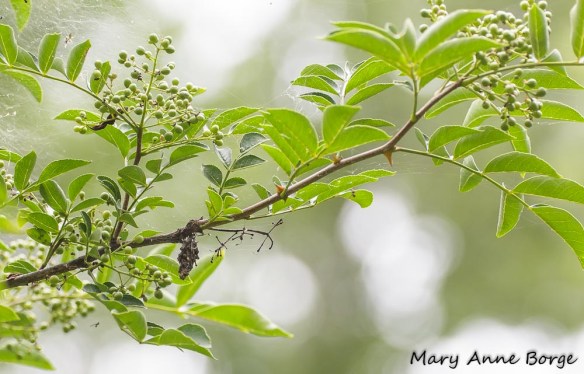 Northern Prickly-ash (Zanthoxylum americanum) with unripe fruit