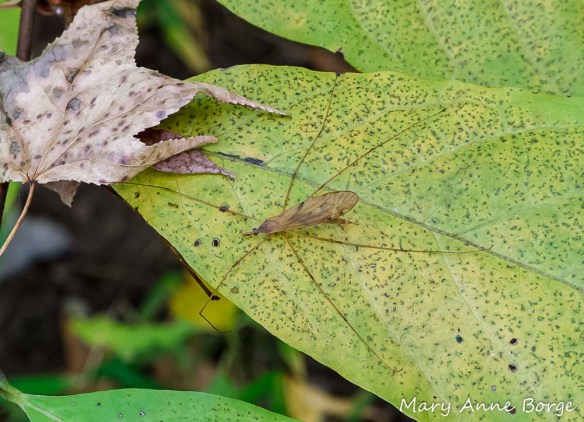 A Crane fly (Platytipula sp.), inspiration for Cranefly Orchid's name.
