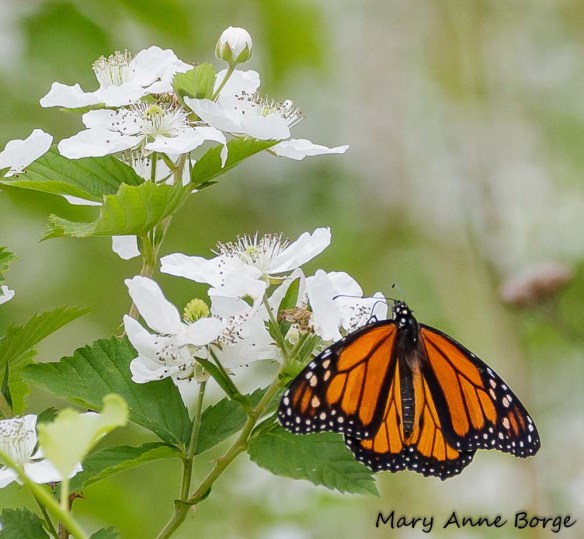 Monarch on Common Blackberry (Rubus allegheniensis)