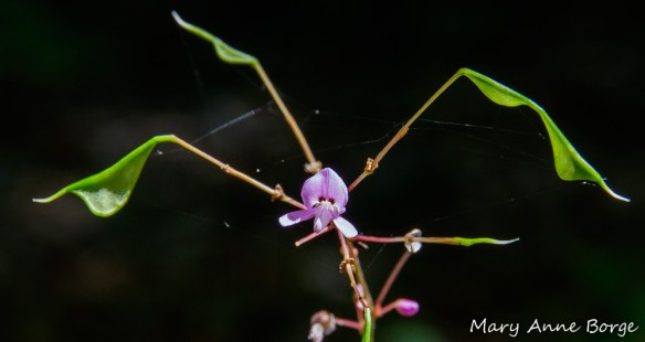 Naked-flowered Tick-Trefoil (Desmodium nudiflorum) flowers and fruit