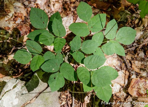 Naked-flowered Tick-Trefoil (Desmodium nudiflorum) foliage