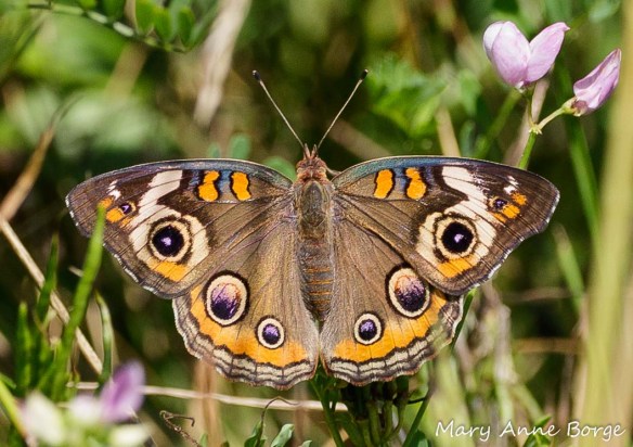Common Buckeye with Crown Vetch