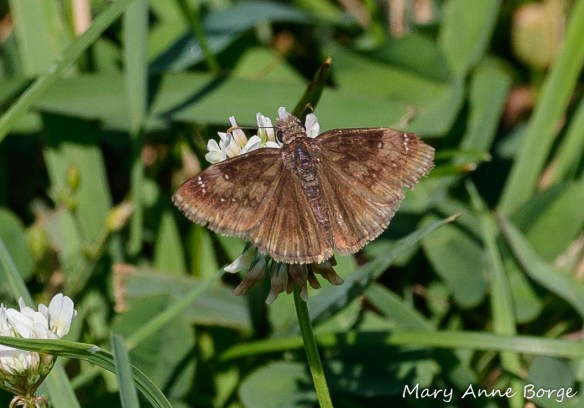 Horace's Duskywing on White Clover