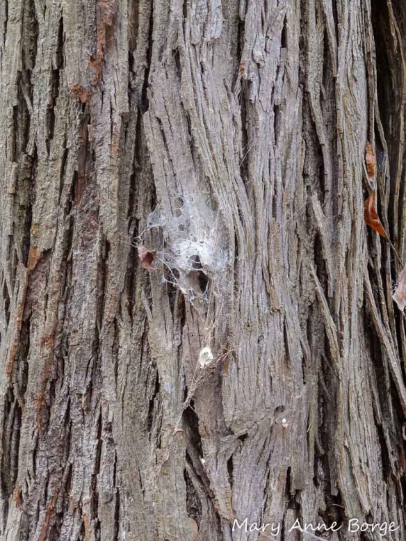 Spider web on Shagbark Hickory (Carya ovata)