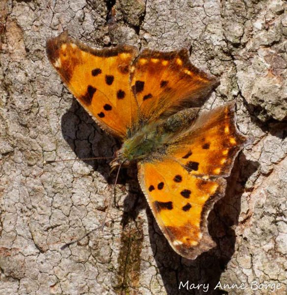 Eastern Comma butterflies survive the winter as adults, if they can find a warm dry shelter like a space under the loose bark of Shagbark Hickory (Carya ovata).