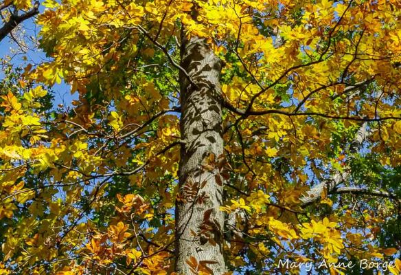 Mockernut Hickory (Carya tomentosa).