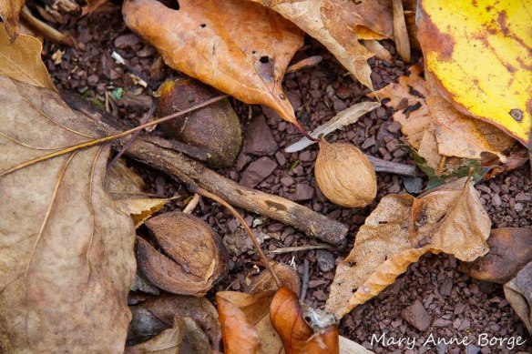 Hickory nut on the right, empty husk pieces on the left