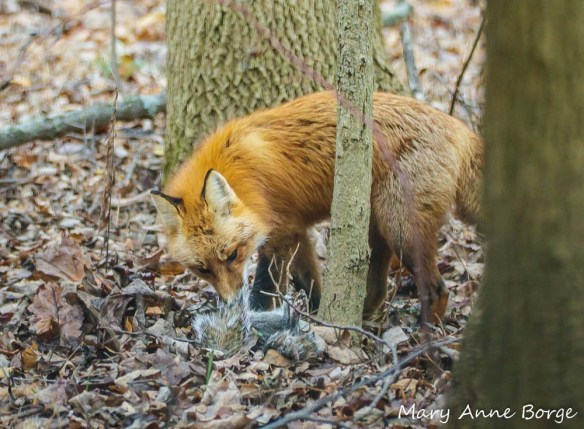 Red Fox eating Gray Squirrel