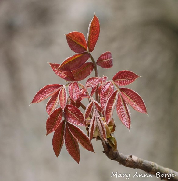 Mockernut Hickory (Carya tomentosa) leaves unfolding in spring.