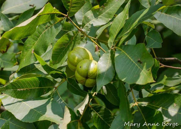 Shagbark Hickory (Carya ovata) nuts