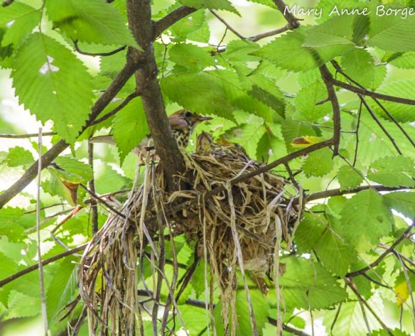 Wood Thrush at the nest with babies