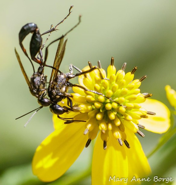 Wingstem Dead Wingstem | The Natural Web