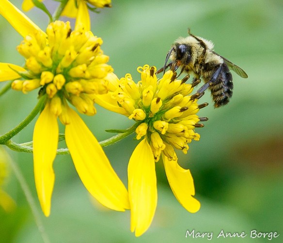White Wingstem Wingstem | The Natural Web