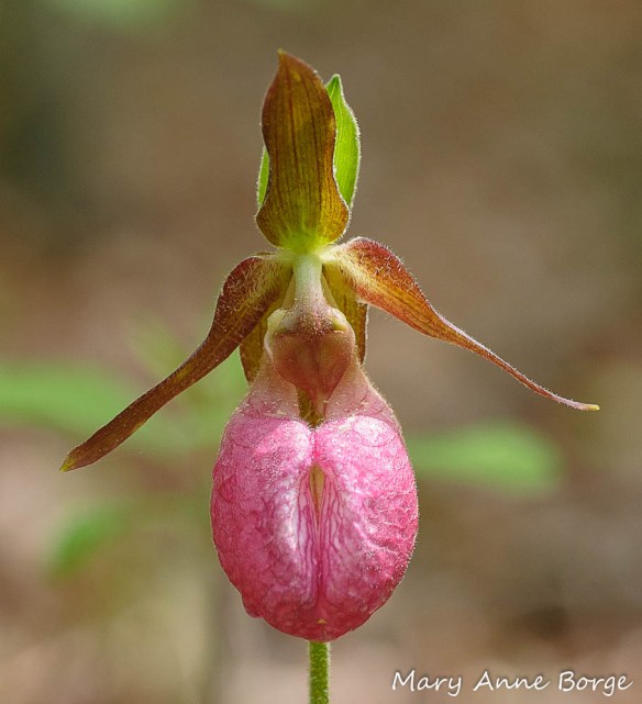 Pink Lady's Slipper (Cypripedium acaule). A deceptively attractive flower that doesn't deliver a reward to pollinators