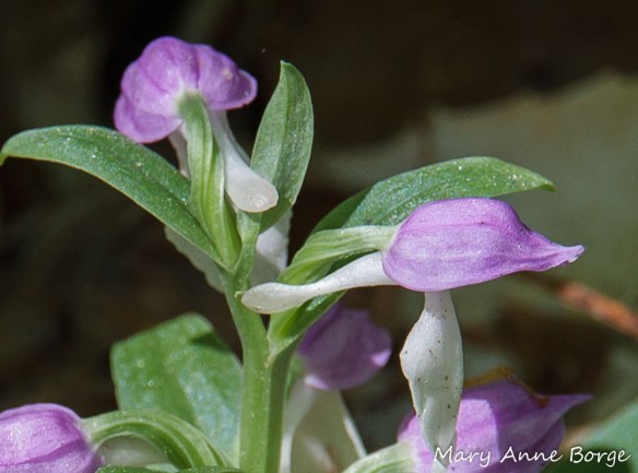 Showy Orchis (Gaelaris spectabilis). Note the long white nectar spur extending from the back of each flower.