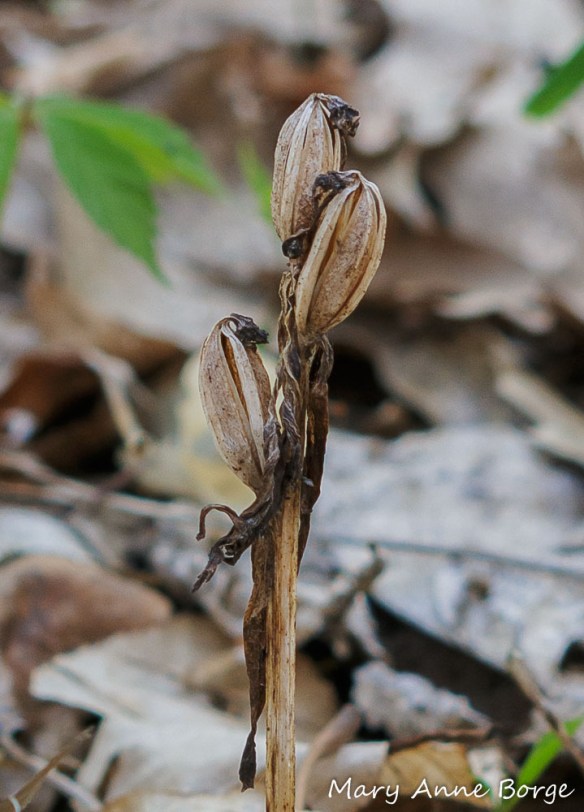 Showy Orchis (Gaelaris spectabilis) fruit capsules