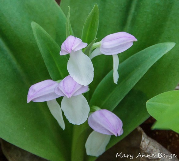 Showy Orchis (Gaelaris spectabilis). If you look carefully, you can see where the edges of the sepals touch each other to form the hood.