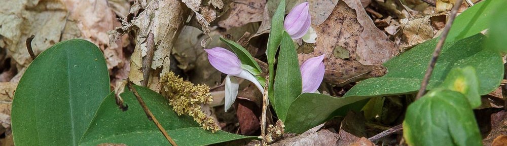 Showy Orchis (Gaelaris spectabilis)