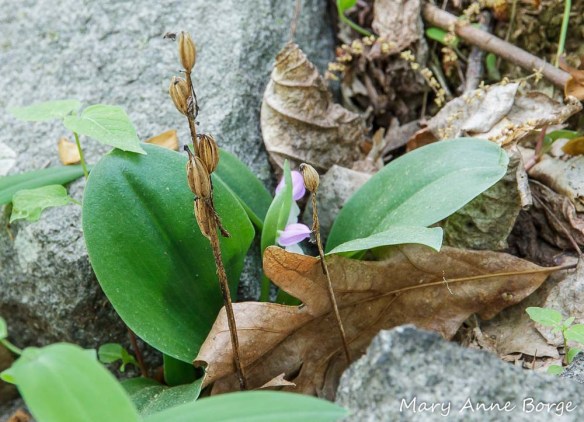 Showy Orchis (Gaelaris spectabilis) fruit capsules are often still visible the following spring.