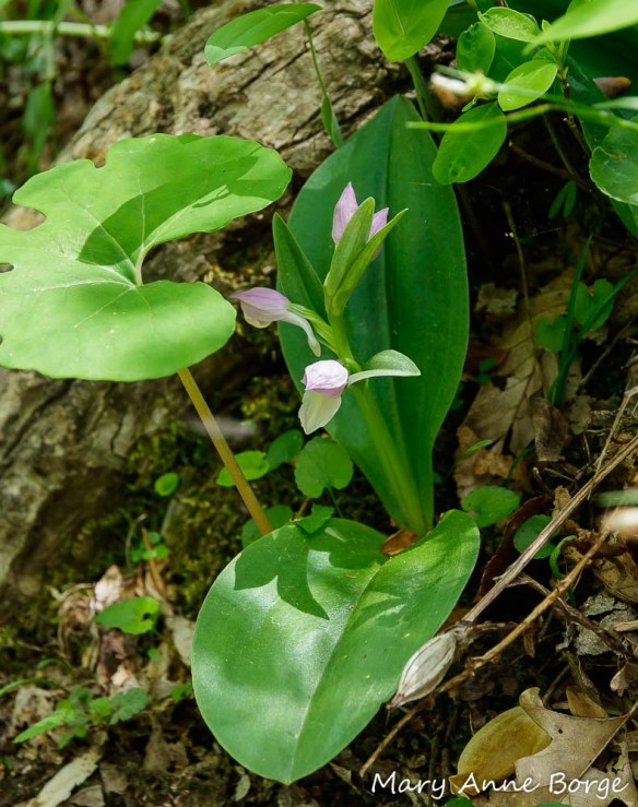 Showy Orchis (Gaelaris spectabilis) in bloom, with Bloodroot (Sanguineria canadensis), Perfoliate Bellwort (Uvularia perfoliata), violets (Viola species) and a fruit capsule