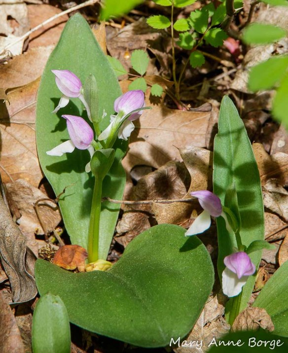 Showy Orchis (Gaelaris spectabilis)