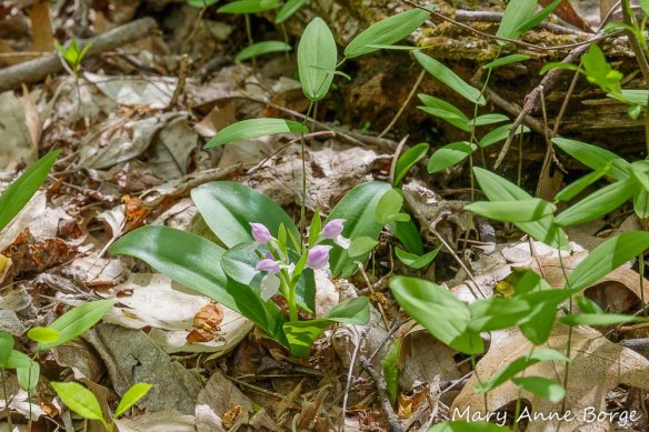 Showy Orchis (Gaelaris spectabilis) in bloom, with Perfoliate Bellwort (Uvularia perfoliata)