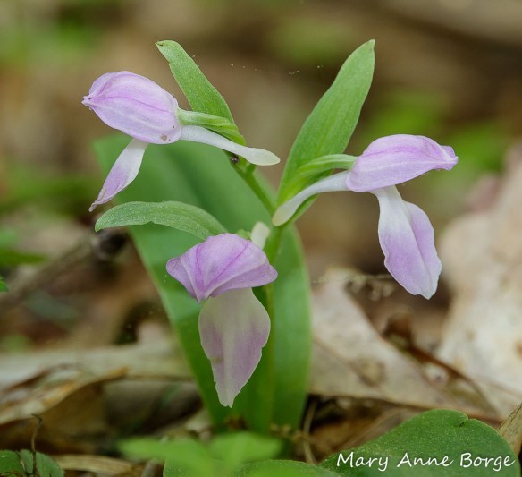 Showy Orchis (Gaelaris spectabilis) forma willeyi 