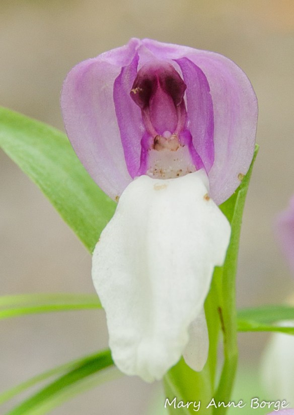 As Showy Orchis (Gaelaris spectabilis) flowers age, their hoods lift, revealing the reproductive parts that were hidden. In this photo, the reproductive parts viewed together look like a boxer whose outsized arms and hands are raised in victory. What appears to be the boxer's body is the rostellum, the stigma is below, as if it were a podium hiding the rest of the boxer’s body. The stamens (male reproductive parts) were enclosed in what look like arms, the pollinia in the 'gloves'.
