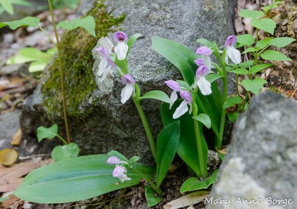 Showy Orchis (Gaelaris spectabilis) in bloom