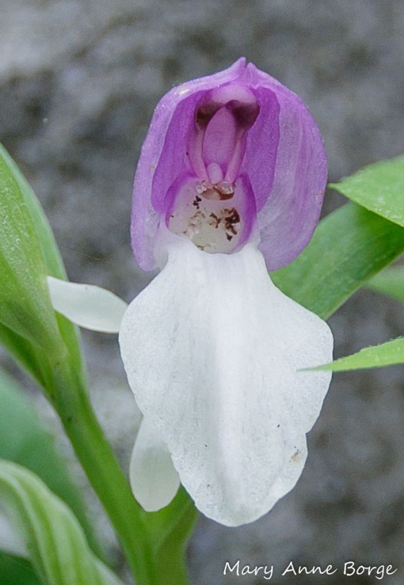 Showy Orchis (Gaelaris spectabilis). In this photo, it appears that the pollinia were not released, and are still enclosed in their sheathing.