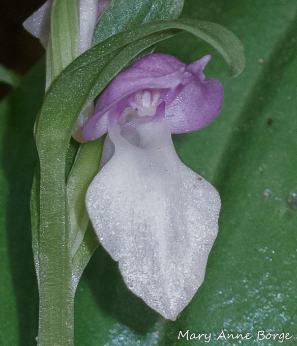 Showy Orchis (Gaelaris spectabilis). The entrance to the nectar spur is at the throat of the flower, just below the hood. The flower's reproductive parts are suspended from the hood. The rostellum is the small projection with two rounded humps. The sheaths that hold the male reproductive parts are above the rostellum, the stigma is behind it.