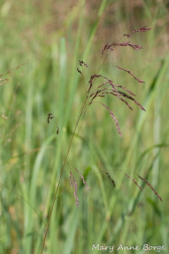 Purpletop (Tridens flavus), a caterpillar food for Zabulon Skippers