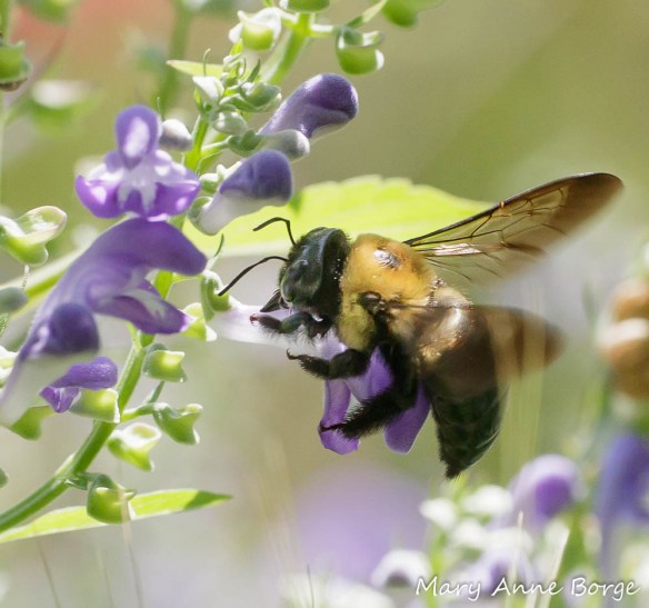 Downy Skullcap (Scutellaria incana) with Eastern Carpenter Bees (Xylocopa virginica) robbing the flower of nectar by biting through the floral tube to drink it.