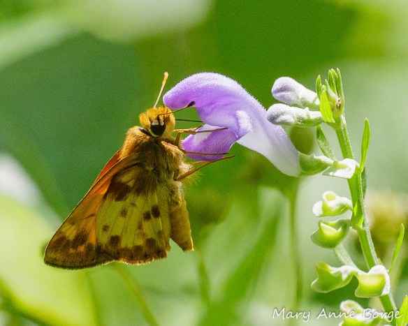 Male Zabulon Skipper drinking nectar from a Downy Skullcap (Scutellaria incana) flower