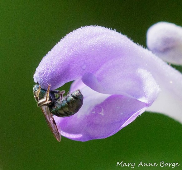 Downy Skullcap (Scutellaria incana) with Small Carpenter Bee (Ceratina species) harvesting pollen