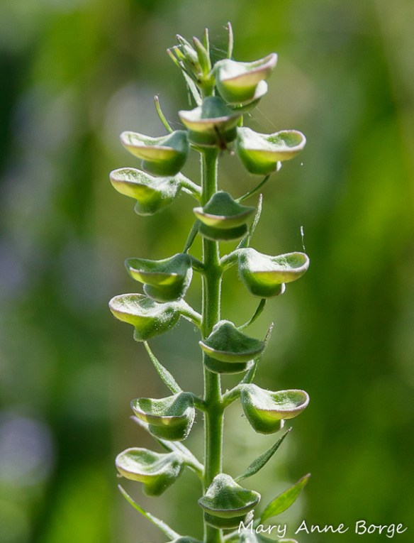 Cap or dish like calyxes of Downy Skullcap (Scutellaria incana) 