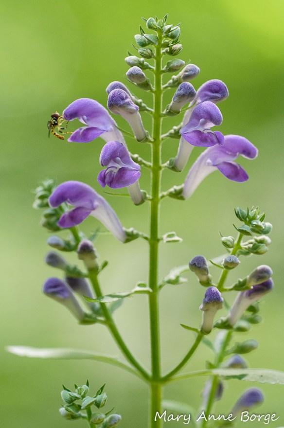 Downy Skullcap (Scutellaria incana) with Flower (Syrphid) Fly 
