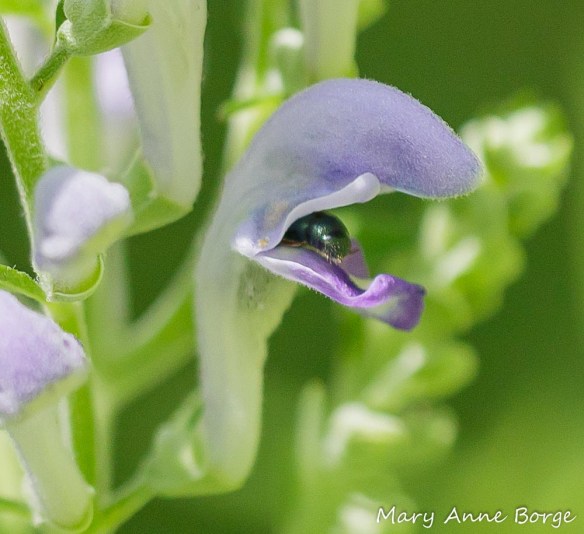 Downy Skullcap (Scutellaria incana) with Small Carpenter Bee (Ceratina species) crawling down the throat of the flower to reach the nectar reward