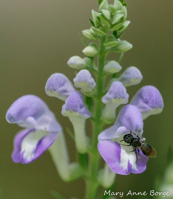 Downy Skullcap (Scutellaria incana) with Small Carpenter Bee (Ceratina species)