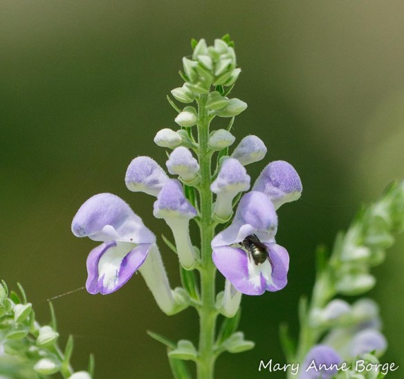 Downy Skullcap (Scutellaria incana) with Small Carpenter Bee (Ceratina species)