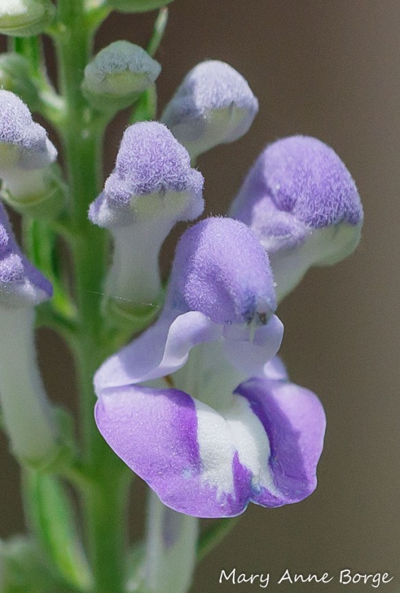 Downy Skullcap (Scutellaria incana) Flower 