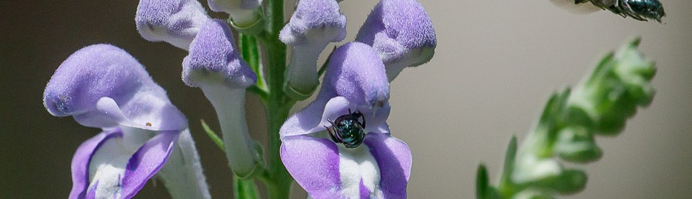 Downy Skullcap (Scutellaria incana) with Small Carpenter Bees (Ceratina species)