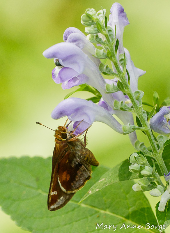 Female Zabulon Skipper drinking nectar from a Downy Skullcap (Scutellaria incana) flower. Notice the bee disappearing into the flower above hers.