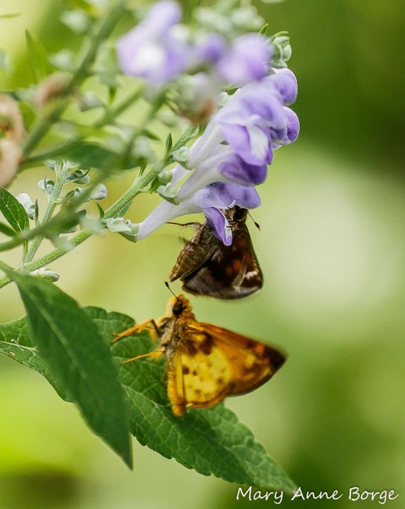 Female (top) and male (bottom) Zabulon Skippers, negotiating a hook up. Their wings are a little out of focus because both were vibrating them energetically as a lead up to an agreement.