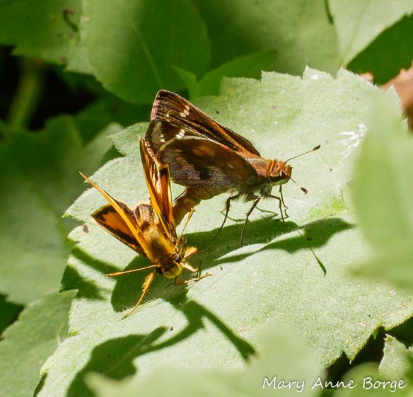 Zabulon Skippers, mating