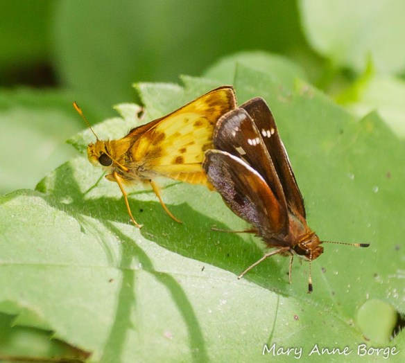 Zabulon Skippers, mating