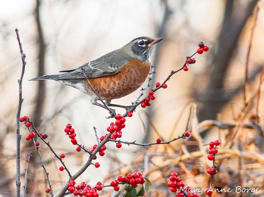 American Robin in Winterberry Holly (Ilex verticillata).  A flock of hungry Robins can strip a shrub of its fruit in a matter of hours.